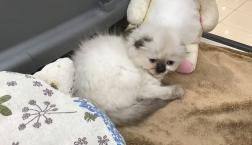 スコティッシュちゃん