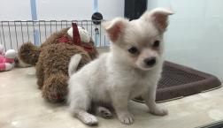 ころころチワワ