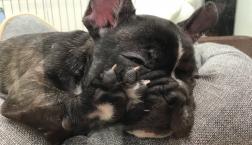 シワがかわいいコ