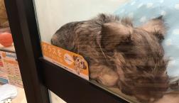 カピバラかな、、、