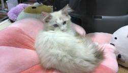 イケメンサイベリアン