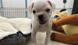 垂れ耳フレブル？