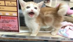 お喋りガール♫