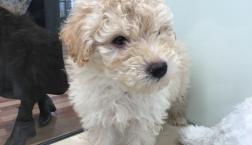 アユム♡ヒラノ的な？