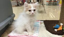 おっとりラガマフィンちゃん