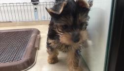 ヨーキーちゃん