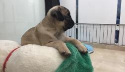 パグぞう遠くを見る