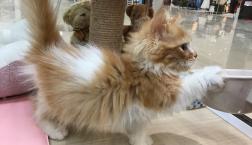 短足！長毛！ミヌエット！