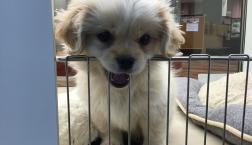 cuteすぎるmix犬♪