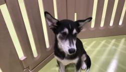 和風ハスキー♡