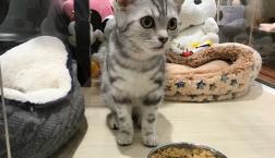 遊ぶの大好きアメショーちゃん