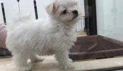 わたあめみたいにふわふわ♡