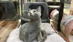 本日デビュー！ロシアンブルー♡