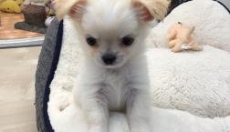 モデル級チワワ❣️