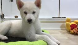 ほわいてぃーな子