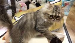 シッポまでふわふわペルシャ‼︎