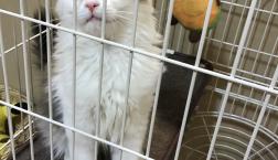 たれ耳スコティッシュ‼︎