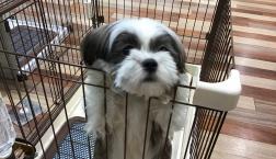 甘えたわんこ♡