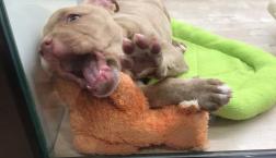 ぶりぶりブリー❤️