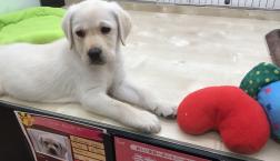 LOVE❤️ラドールレトリバー