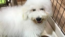 しゃんぽー❤️