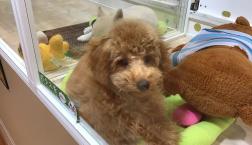 カットしてもらいました❤️