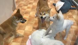 元気いっぱい柴ちゃんズ！