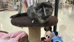 キンカローのお姫♡