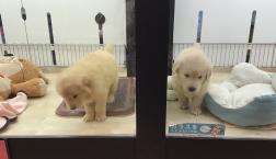 ゴールデン兄妹