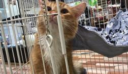 ハンサム顔ノルソマリくん♡