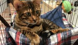 おしゃべりねこさん