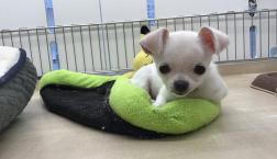 小ぶりっ子チワたん