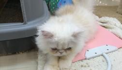 エキゾチックショートヘアー♡