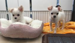 元気いっぱいチワたんズ！