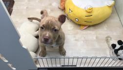 ブリー再び❤️