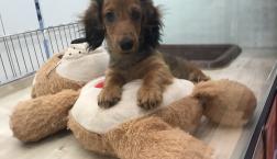 アイライン❤️いらず