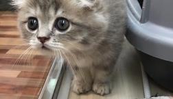 めちゃかわスコティッシュ❣️