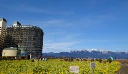 本日開催！菜の花畑とグランピングテント