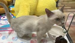 デレデレ♡トンキニーズくん