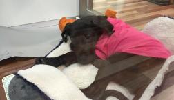 ででーん！グレートデン