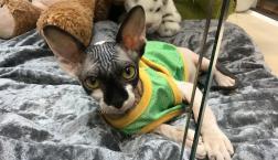 おでこしわしわキャットちゃん♡