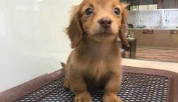 キュートなおちびさん