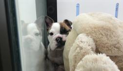 おいでやす♡お嬢