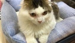 可愛い声のスコくん