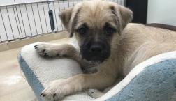 ビションのDNAいずこへ、、、