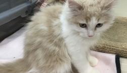 サイベリアン仲間入りしました！！