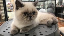 ぬいぐるみみたい！エキゾチック❣️