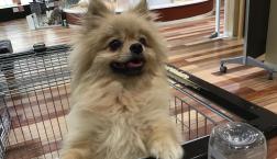 ポメ吉に愛♡の手を