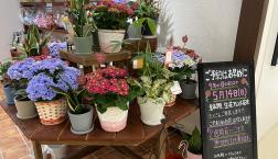 鉢物入荷しました♪