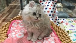 幸運のかぎしっぽ！ミヌエット❣️